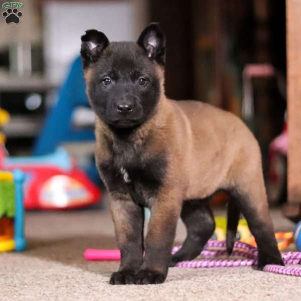 Dixie, Belgian Malinois Puppy